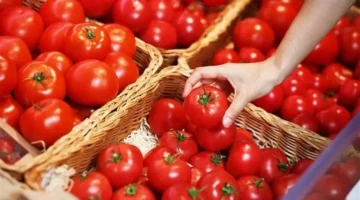 شعبة الخضروات تكشف أسباب استقرار أسعار الطماطم رغم ارتفاع تكاليف الوقود